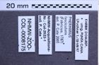 Etikette zu Pherhimius fascicularis (Fabricius, 1787) (NHMW-ZOO-COL-0008175)